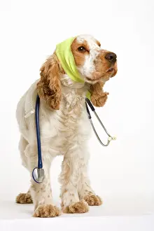Bandages: Dog - American Cocker Spaniel wearing bandages