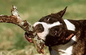 Biting: DOG - American STAFFORDSHIRE TERRIER - Biting a stick