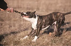 Biting: DOG - American STAFFORDSHIRE TERRIER - guard dog
