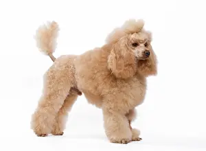 Caniche: Dog - Apricot Miniature Poodle
