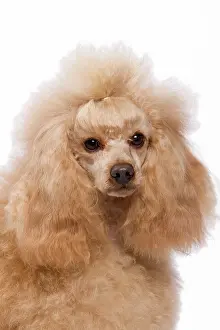 Caniche: Dog - Apricot Miniature Poodle