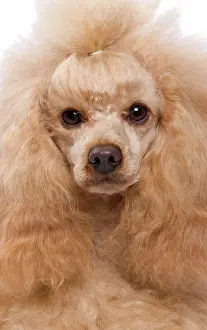 Caniche: Dog - Apricot Miniature Poodle