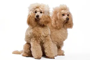 Caniche: Dog - Apricot Miniature Poodle