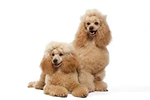 Caniche: Dog - Apricot Miniature Poodle