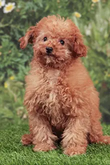 Apricot: Dog - Apricot Miniature Poodle