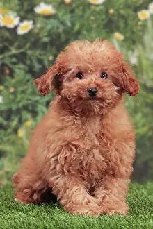 Apricot: Dog - Apricot Miniature Poodle