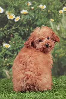 Apricot: Dog - Apricot Miniature Poodle