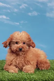 Apricot: Dog - Apricot Miniature Poodle