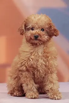 Apricot: Dog - Apricot Miniature Poodle