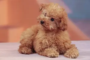 Apricot: Dog - Apricot Miniature Poodle