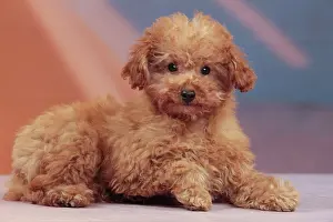 Apricot: Dog - Apricot Miniature Poodle