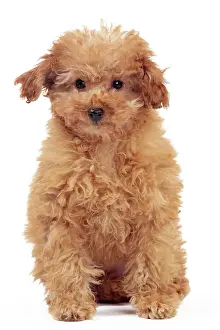 Apricot: Dog - Apricot Miniature Poodle