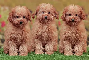 Apricot: Dog - Apricot Miniature Poodle