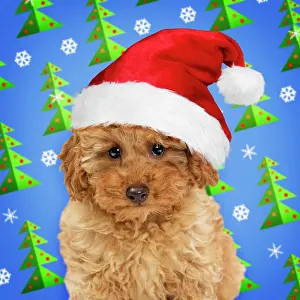 Apricot: Dog Apricot Miniature Poodle