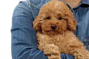 Arms: Dog - Apricot Miniature Poodle puppy