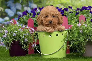 Buckets: Dog - Apricot Miniature Poodle puppy