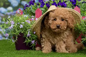 Floppy: Dog - Apricot Miniature Poodle puppy