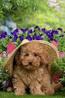 Floppy: Dog - Apricot Miniature Poodle puppy