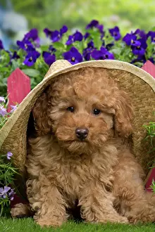 Floppy: Dog - Apricot Miniature Poodle puppy