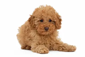 Apricot: Dog - Apricot Miniature Poodle puppy