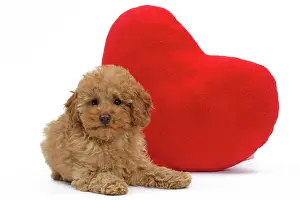 Apricot: Dog - Apricot Miniature Poodle puppy