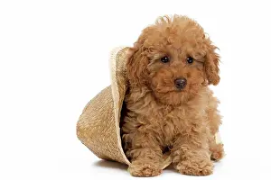 Apricot: Dog - Apricot Miniature Poodle puppy