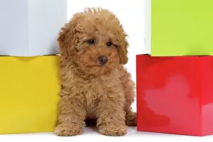 Apricot: Dog - Apricot Miniature Poodle puppy