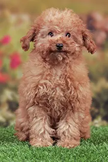 Apricot: Dog - Apricot Miniature Poodle - puppy