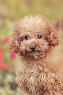 Apricot: Dog - Apricot Miniature Poodle - puppy