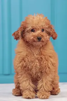 Apricot: Dog - Apricot Miniature Poodle - puppy