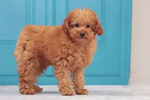 Apricot: Dog - Apricot Miniature Poodle - puppy