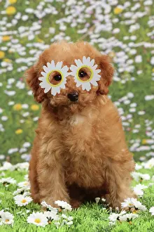 260420: Dog - Apricot Miniature Poodle wearing, daisy glasses