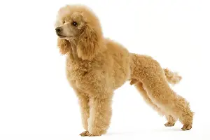 Apricot: Dog - Apricot Poodle