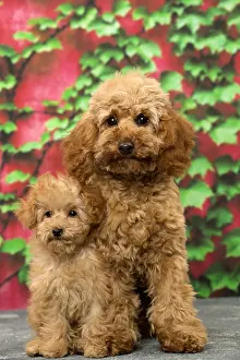 Apricot: Dog Apricot Poodle puppies