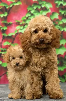 Apricot: Dog Apricot Poodle puppies