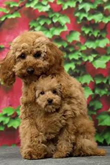 Apricot: Dog Apricot Poodle puppies