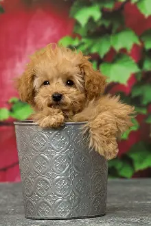 Apricot: Dog Apricot Poodle puppy