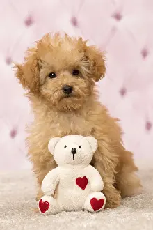 Apricot: Dog Apricot Poodle puppy