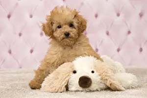 Apricot: Dog Apricot Poodle puppy