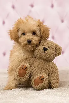 Apricot: Dog Apricot Poodle puppy