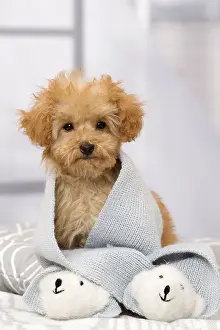 Scarves: Dog Apricot Poodle puppy