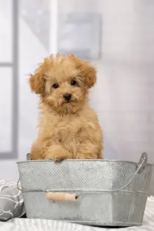 Apricot: Dog Apricot Poodle puppy