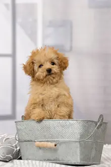 Apricot: Dog Apricot Poodle puppy