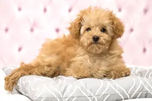 Apricot: Dog Apricot Poodle puppy