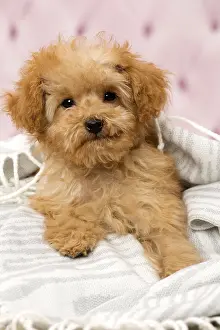 Apricot: Dog Apricot Poodle puppy