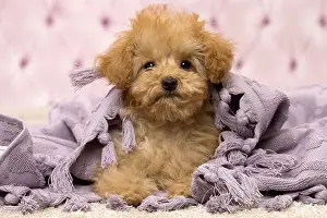 Apricot: Dog Apricot Poodle puppy