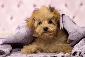 Apricot: Dog Apricot Poodle puppy