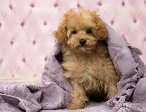 Apricot: Dog Apricot Poodle puppy