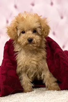 Apricot: Dog Apricot Poodle puppy