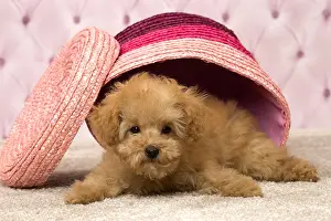 Apricot: Dog Apricot Poodle puppy